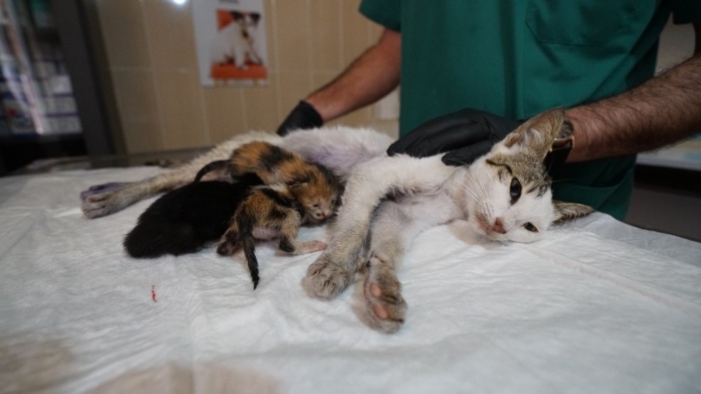 Kazada yavrularını kaybeden kedi, başka yavru kedilere sütannelik yapıyor 
