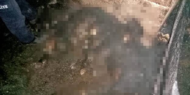 Kazan dairesinde yangın: 16 küçükbaş hayvan telef oldu