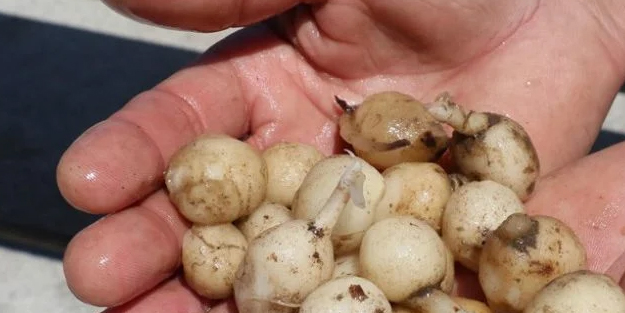 Kazancı büyük getiri sağlıyor! Duyan kilolarca hemen dikmeye gidiyor: Dudak uçuklatan, çıldırtan getirisi var!