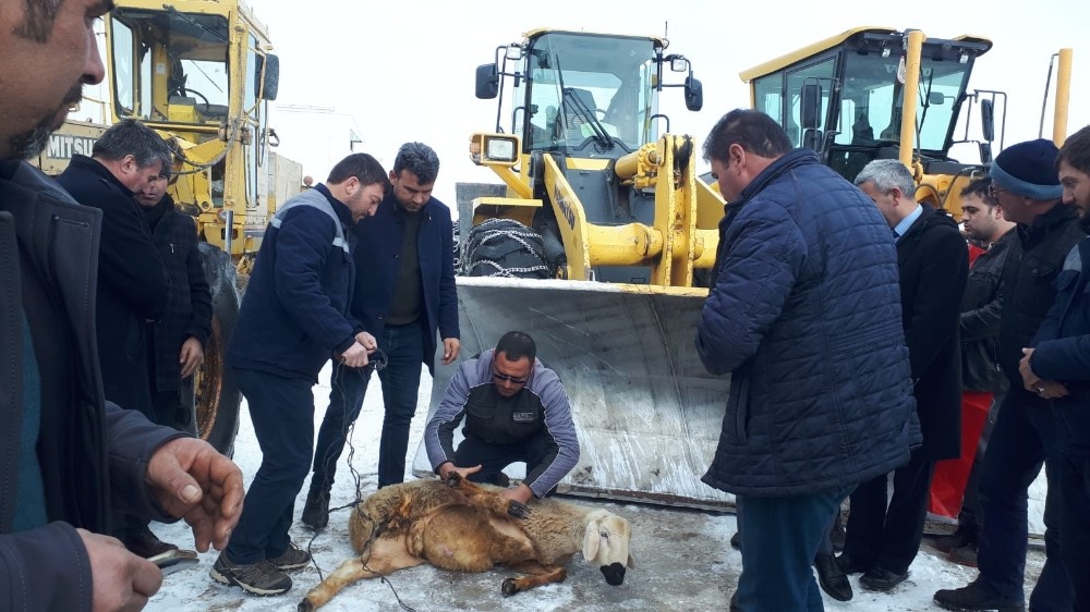 Kazasız belasız temizleyince, şükür kurbanı kestiler 