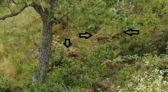 Kazdağları’ında yaban domuzları hızla çoğalıyor 