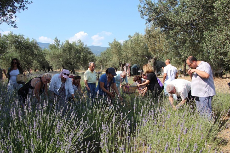 Kazdağları’nda lavanta hasadı başladı 