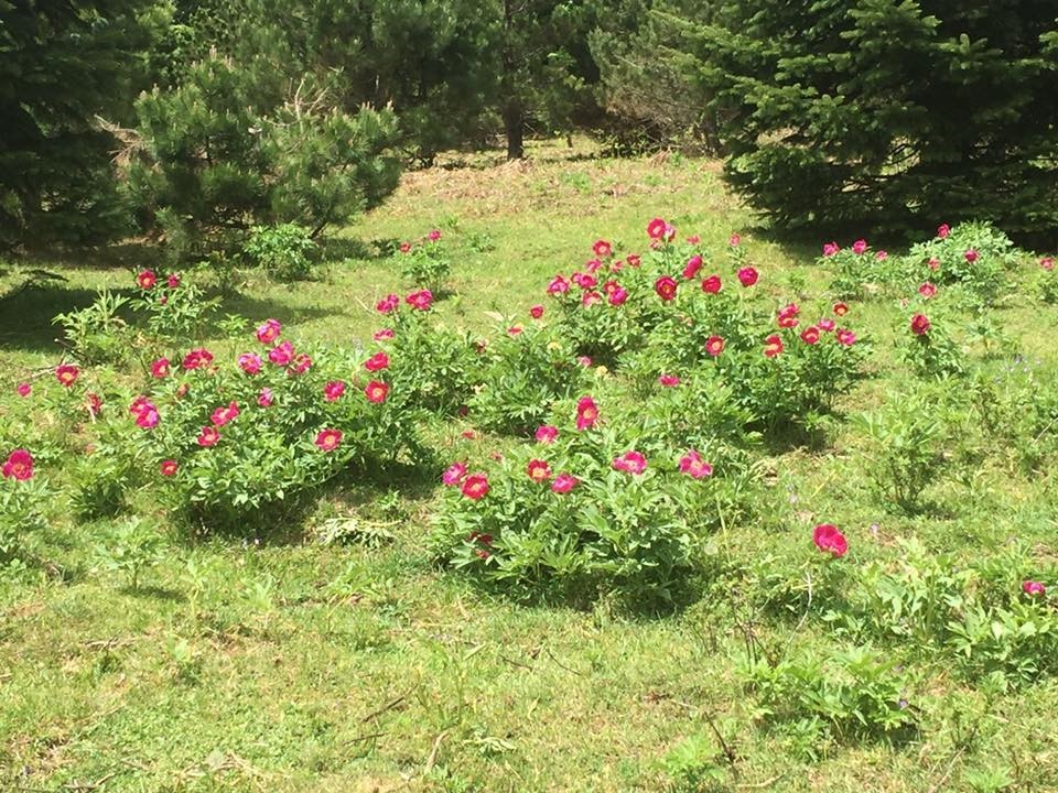 Kazdağları’nda şakayıklar açtı 