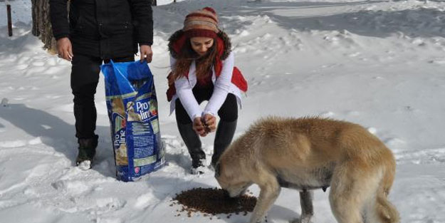 Kazdağları’nda sokak hayvanlarına mama dağıtıldı