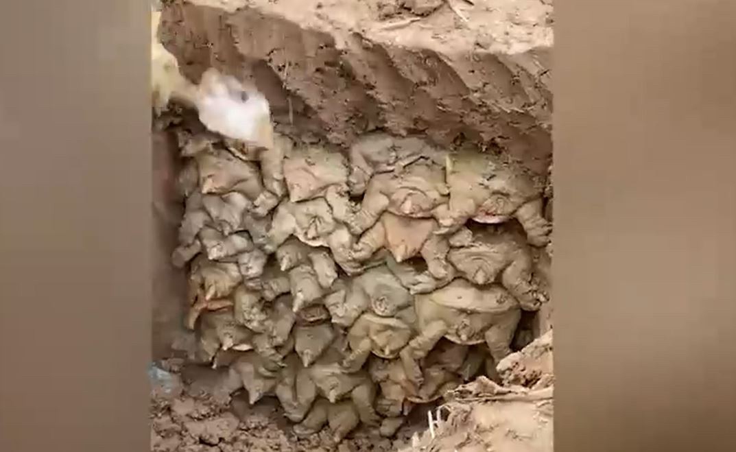 Kazı çalışması sırasında toprağın altından bakın ne çıktı! Tahmin bile edemeyeceksiniz! Neye uğradıklarını şaşırdılar
