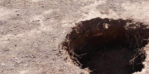 Kazıyı yapanlar heyecandan yerinde duramadı! Topraktan dünyanın en büyük canlısı çıktı