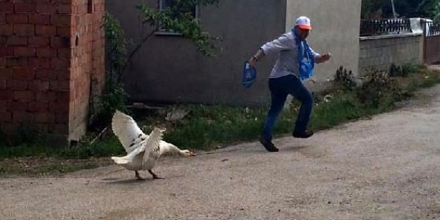 Kazlar, seçim çalışmalarına katılanları kovaladı