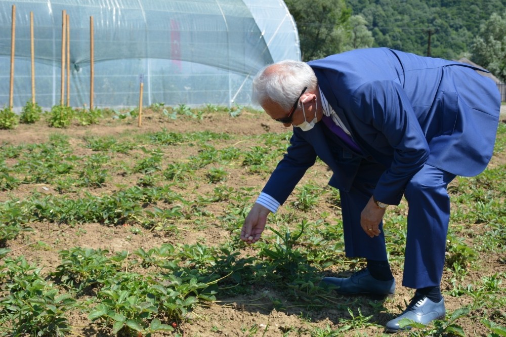 Kdz. Ereğli Belediyesi 12 çeşit üründe ata tohumu üretiyor 
