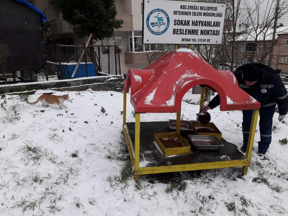 Kdz. Ereğli Belediyesi sokak hayvanlarını unutmadı 