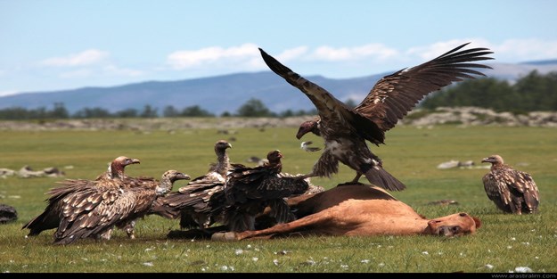 Kebabı bırakıp pis ve kokuşmuş leş yiyenler kimlerdir?