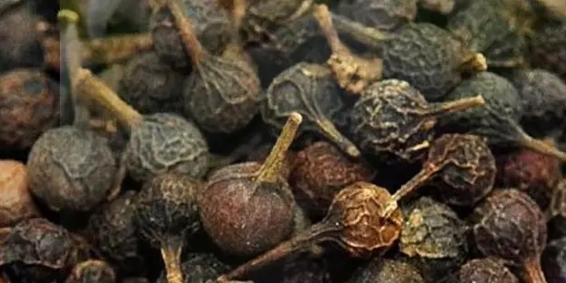 Kebabiye otu: Meşhur lezzet... Kübabe nedir, ne işe yarar, nasıl yapılır?