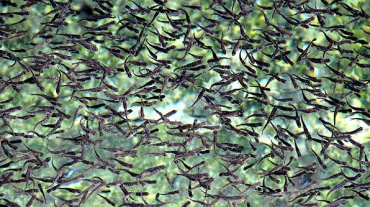 Keban, yavru alabalıkta hedef yükseltti