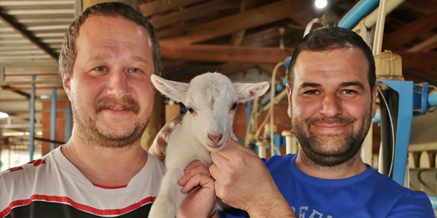 Keçi çiftliği hayatlarını değiştirdi