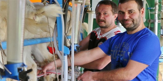 Keçi çiftliği hayatlarını değiştirdi