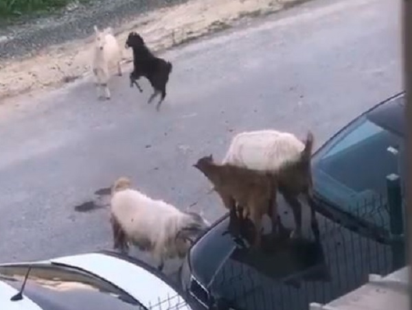 Keçi sürüsü yaptı yapacağını!