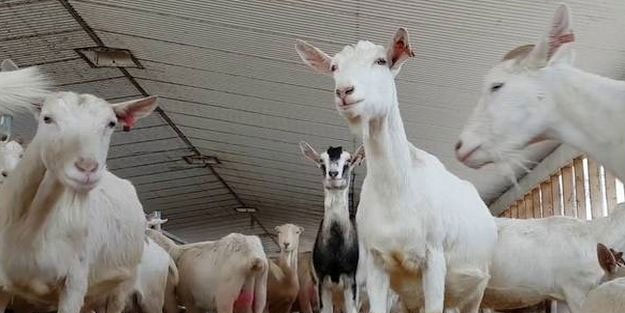 Keçi sütü koronaya iyi gelir mi? Keçi sütü koronadan korur mu?