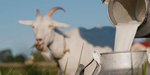 Keçi sütünün faydaları nelerdir? Ne işe yarar?