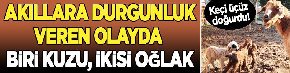 Keçi üçüz doğurdu, yavrulardan birinin kuzu olması görenleri şaşırttı