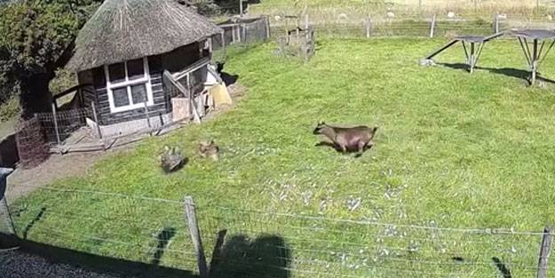 Keçi ve horoz birleşip tavuğu yırtıcı kuştan kurtardı