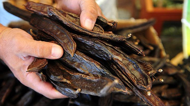 Keçiboynuzu araştırmalarıyla Harvard'dan davet aldılar