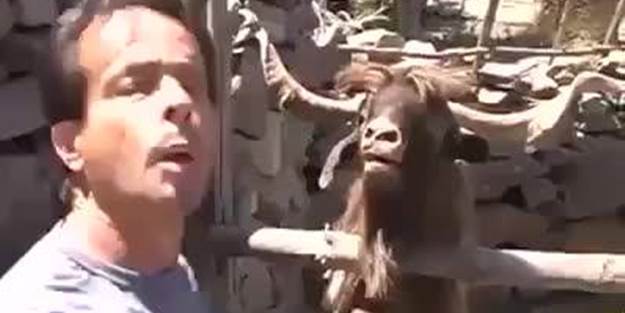 Keçiden inanılmaz hamle! Bakın ne yaptı?