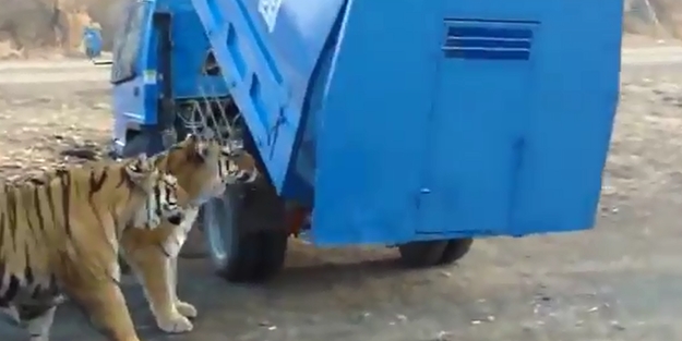Keçiler kaplanlara canlı canlı yem oldu