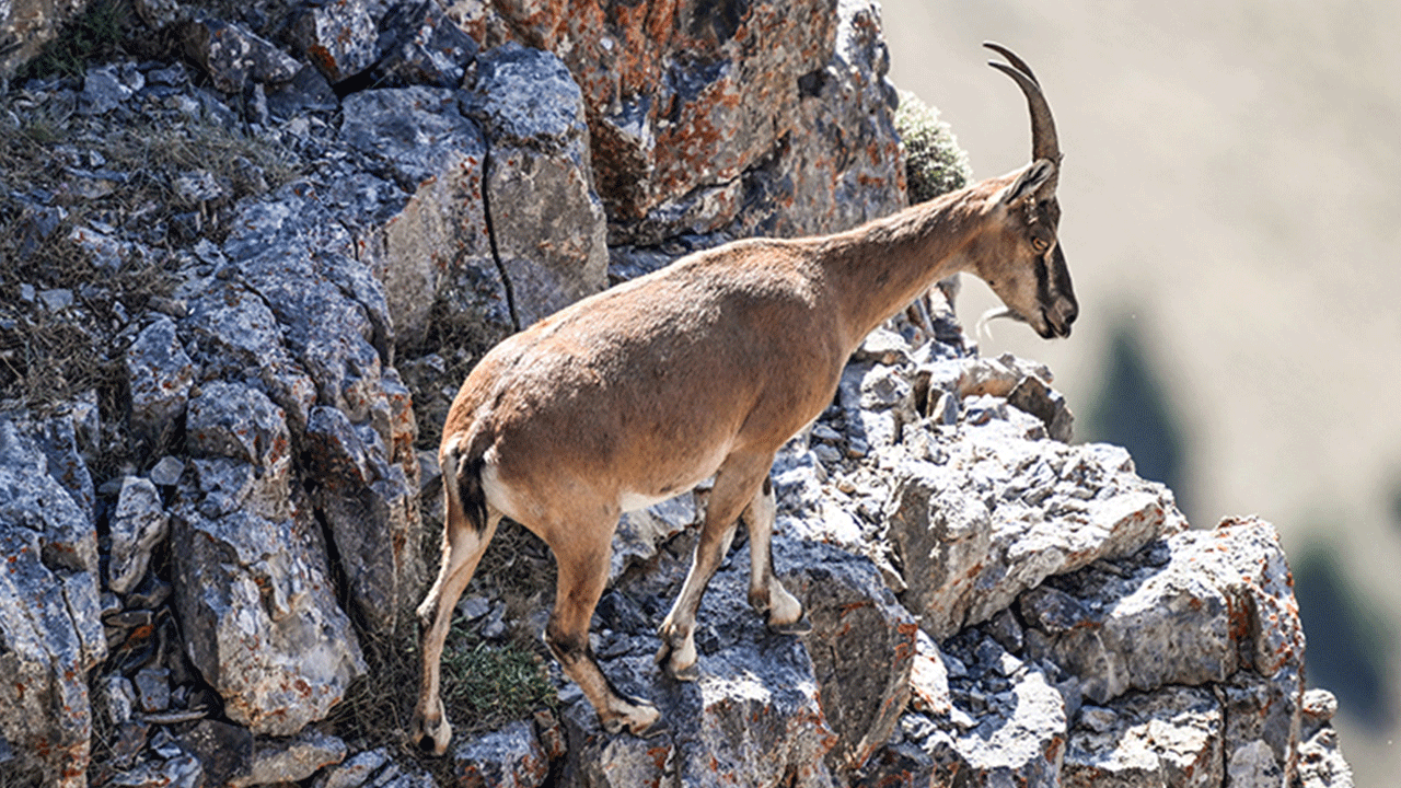 Keçiler, TikTok yüzünden mahsur kaldı!