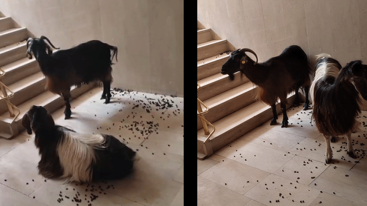 Keçilerin asansör inadı! Merdivenden inmemekte inat ettiler