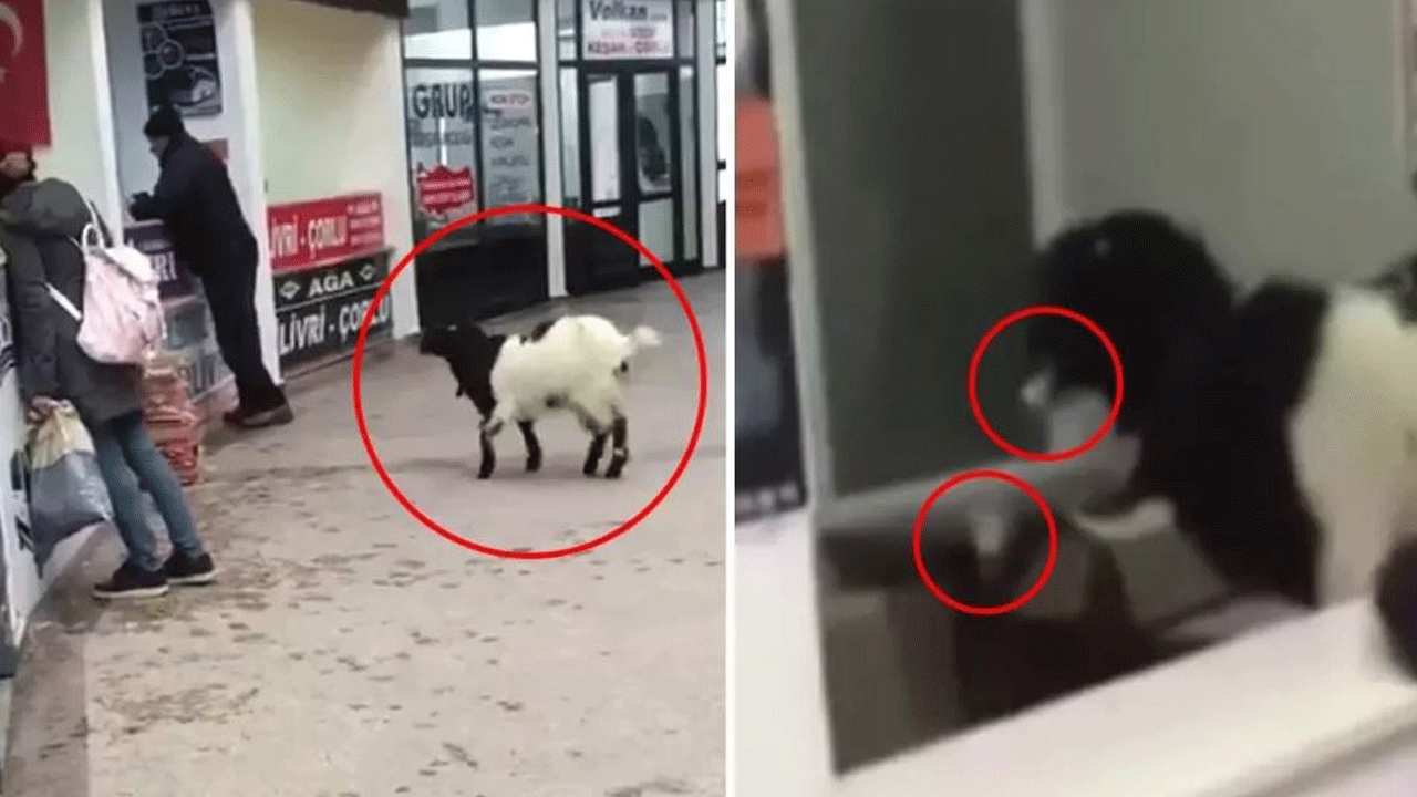 Keçinin intikamı! Rakip firmanın kasasını soydu: Paraları alıp kaçtı