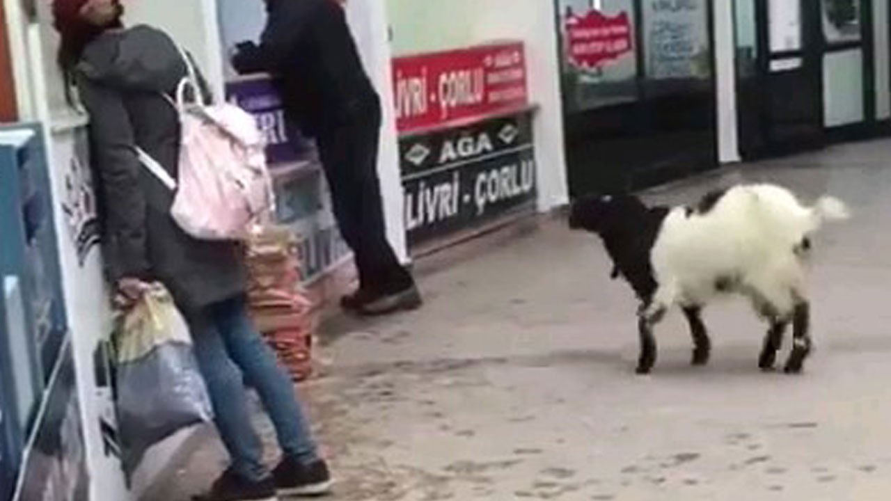 Keçinin intikamı! Yaramaz keçi bilet gişesini soydu