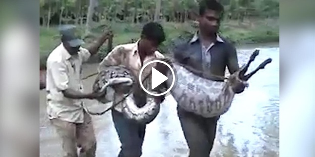 Keçisini yiyen dev pitonu böyle öldürdü!