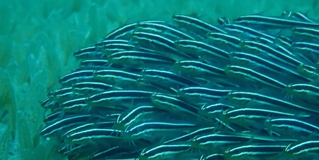 Kedi balığı (Plotosus lineatus) ilk kez görüldü! Akdeniz'e yerleşti! Zehirli dikenleri var dikkat