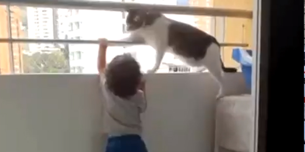 Kedi, balkon kenarındaki çocuğu böyle korudu