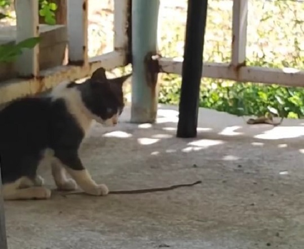 Kedi bu kez fareyle değil yılanla oynadı