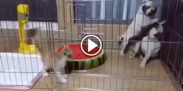 Kedi dehşeti(!) köpekleri böyle kaçırttı