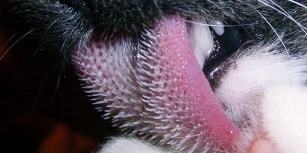 Kedi diline bu kadar yakından baktınız mı?