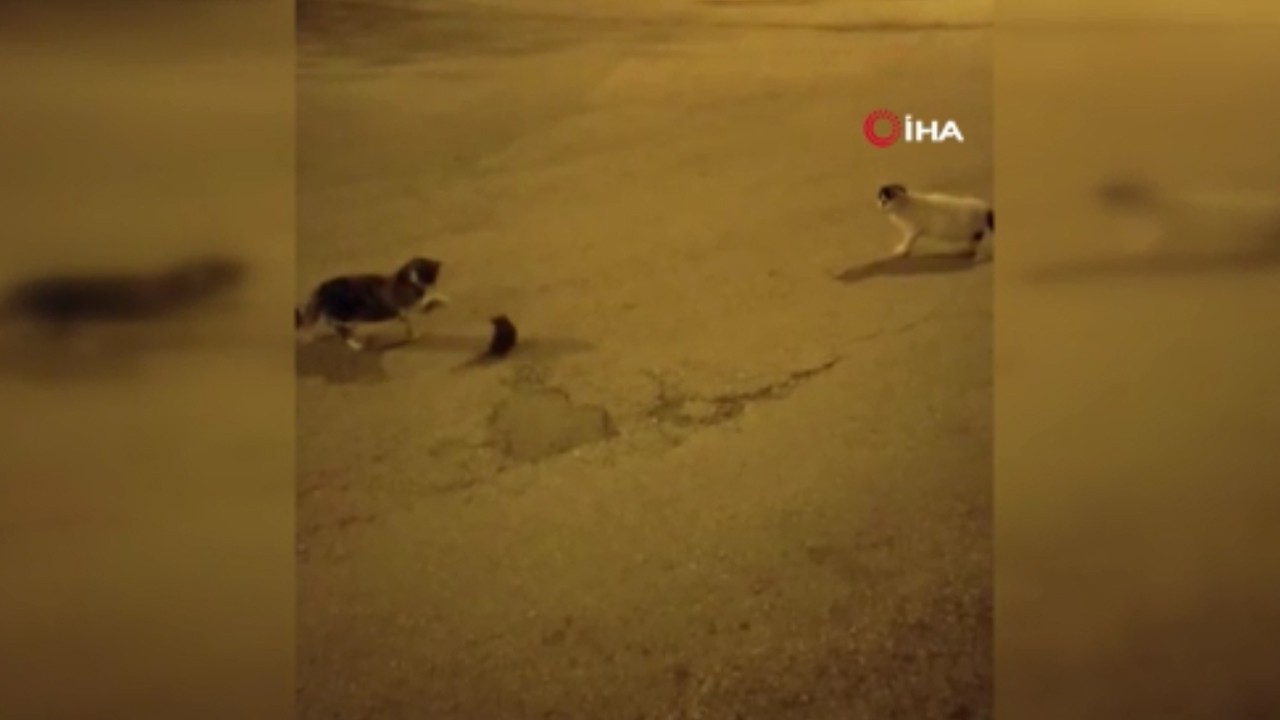 Kedi fareyle böyle oynadı! O anlar kamerada