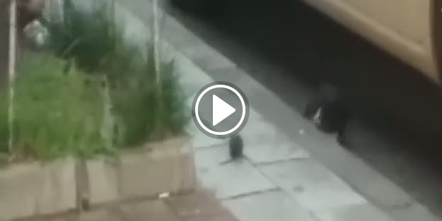 Kedi fareyle öyle bir oynadı ki!