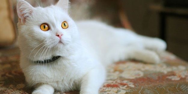 Kedi hırıltısının sağlık üzerindeki 7 etkisi