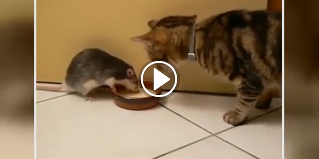 Kedi ile farenin süt kavgası