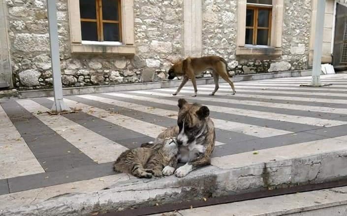 Kedi ile köpeğin dostluğu 