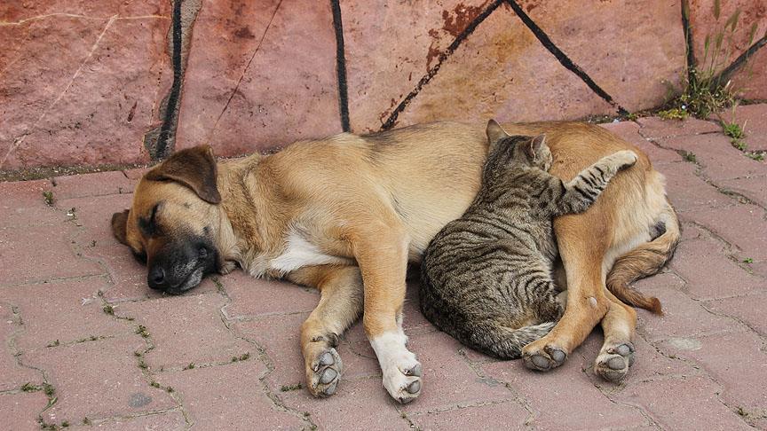 Kedi ile köpek birlikte yaşıyor
