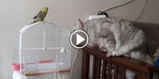 Kedi ile muhabbet kuşu dost olur mu demeyin! Oldu!