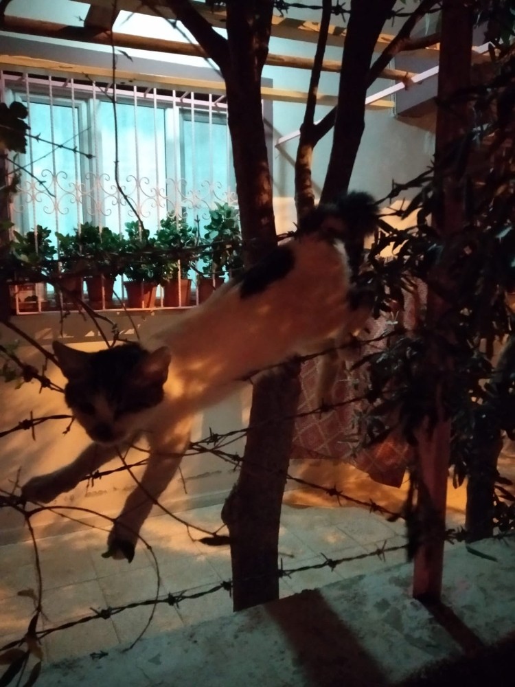Kedi kalp masajıyla hayata tutundu 