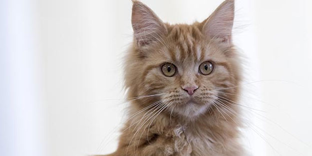 Kedi katliamı soruşturmasında flaş gelişme!