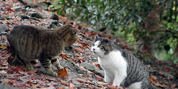 Kedi kavgasını ayıramayan vatandaş öyle bir şey yaptı ki!