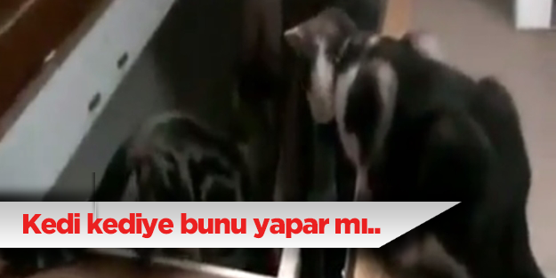 Kedi kediye bunu yapar mı?..