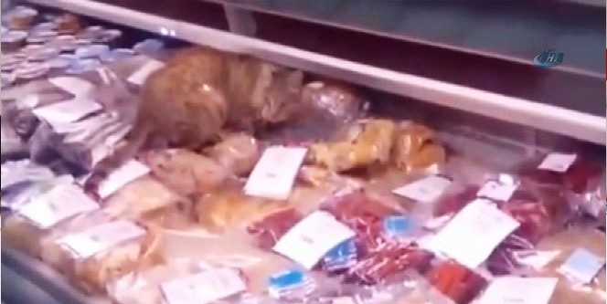 Kedi kendine 2 bin 200 liralık ziyafet çekti/ VİDEO