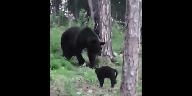 Kedi, koca ayıya kafa tuttu