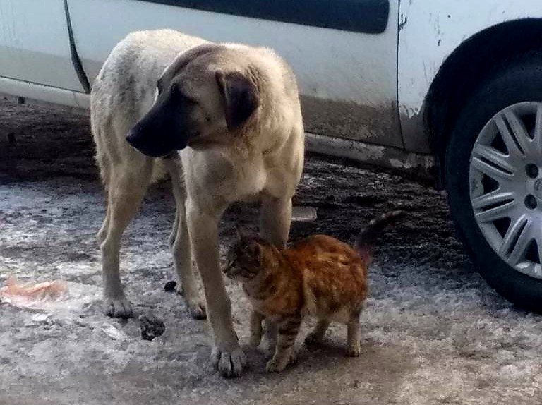 Kedi, köpeği annesi sanıyor 